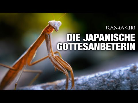 Die JAPANISCHE RIESENMANTIS | Eine Dokumentation von Florian Koschella