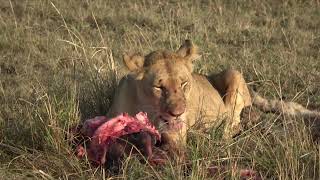 Masai Mara - A la rencontre d'un autre moi