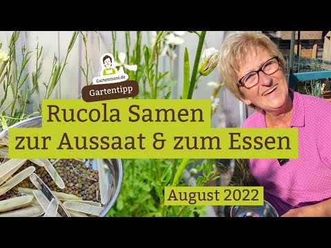 Rucola Samen sammeln - Zum Aussäen und Essen