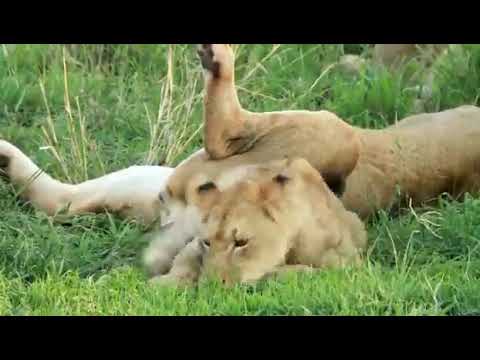 Massive breeding herds of elephant have been spotted feeding and wallowing in the seasonal pans