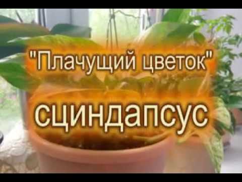 "Плачущие цветы" - СЦИНДАПСУС