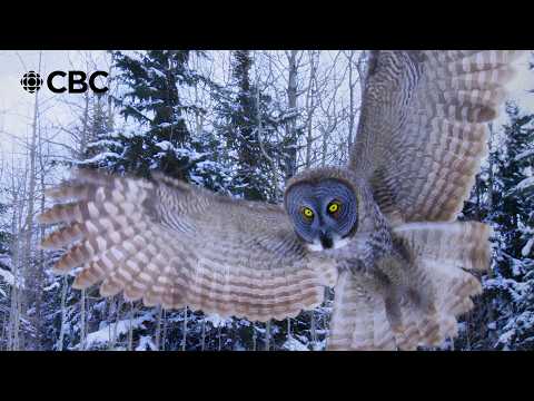 How Great Gray Owls Hunt in the Snow