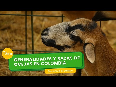 , title : 'Generalidades y razas de ovejas en Colombia - TvAgro por Juan Gonzalo Angel Restrepo'