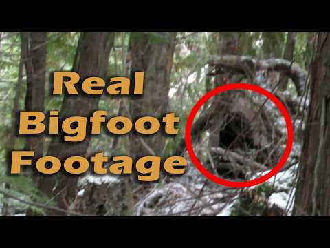 Real New Bigfoot Footage.  Todd Standing films Sasquatch