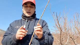 큰 가지를 막자르면 큰일 납니다. 둥치 자르는방법. 전지전정법
