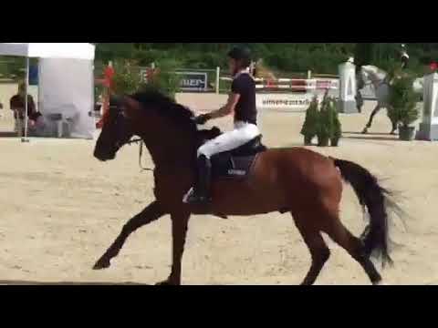 Cor de Lord by Cor de la Bryere-Lord Z, *2011, Sept 17, Spr 1,30m