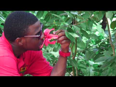 Nicha B - Welcome To SKB Trailer