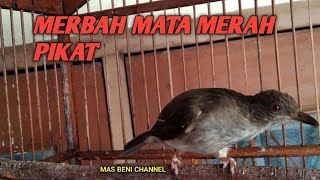 Download lagu MERBAH MATA MERAH GACOR COCOK UNTUK PIKAT DAN TERAPI  BURUNG MERBAH MATA MERAH MALAS BUNYI mp3 Download lagu MERBAH MATA MERAH GACOR COCOK UNTUK PIKAT DAN TERAPI  BURUNG MERBAH MATA MERAH MALAS BUNYI mp3
