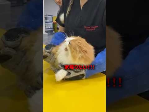 研究者らは猫について警告:まったく新しい病原体を媒介する可能性がある