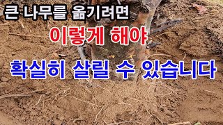 큰 나무를 옮기려면 이렇게 해야 확실히 살릴 수 있습니다.(나무 심기, 식목, 큰 나무 심기, 성목 이식, …