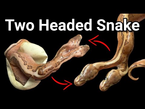 New *TWO HEADED* Snake (Hatch to 6 Months)