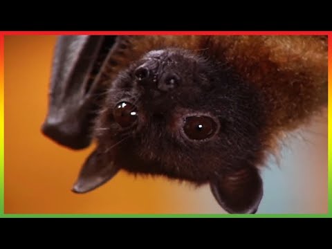 🦆 Zoboomafoo 255 | Flying Buddies | Animal shows for kids | Full Episodes | HD 🦆