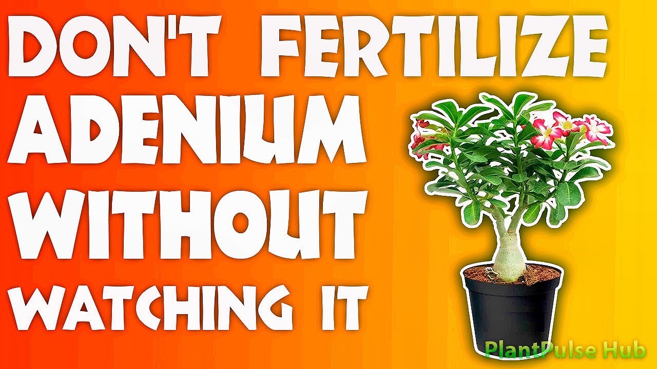 Fertilizing Adeniums: Essential Tips for Perfect Blooms Desert Roses | PlantPulse Hub