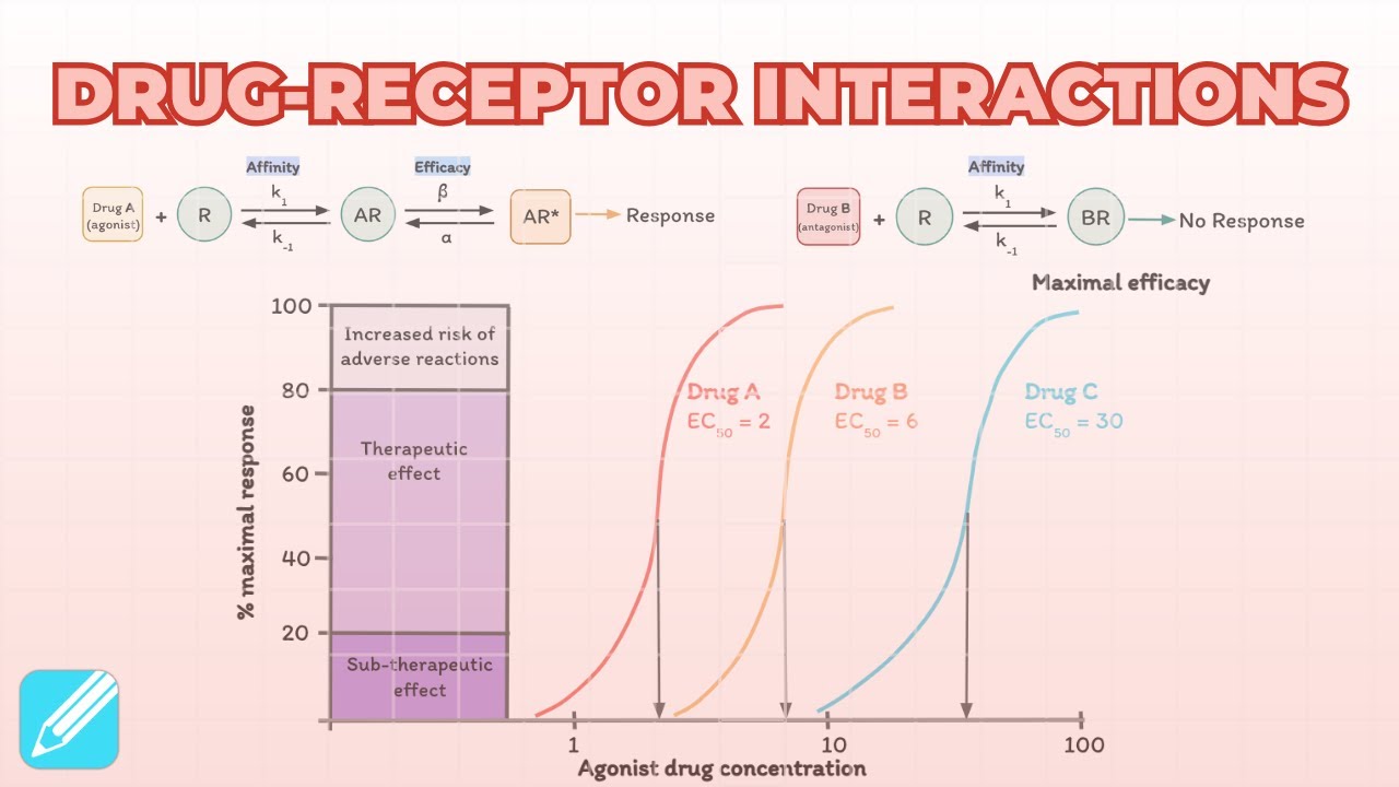 Drug-Receptor Interactions: Affinity, Efficacy, CRCs & Antagonism