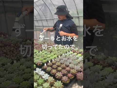 サボテンと多肉植物の水やりについて知っておくべきこと - 量、頻度、避けるべき間違い!  庭園