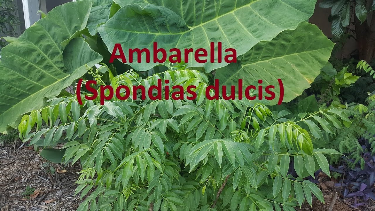 Ambarella (Spondias dulcis) - YouTube