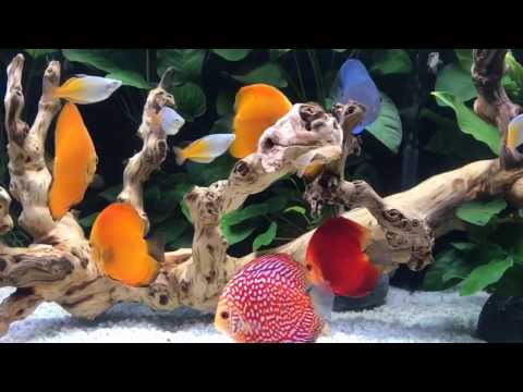 Client's 280 gallon discus fish tank by Wattley Discus