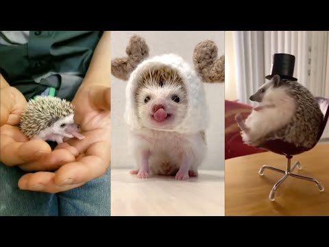 Moments mignons et drôles avec des hérissons 🦔 compilation 🥰 moments mignons et drôles avec des hérissons 🦔