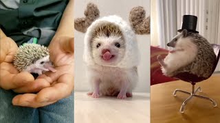 Miniature vidéo
