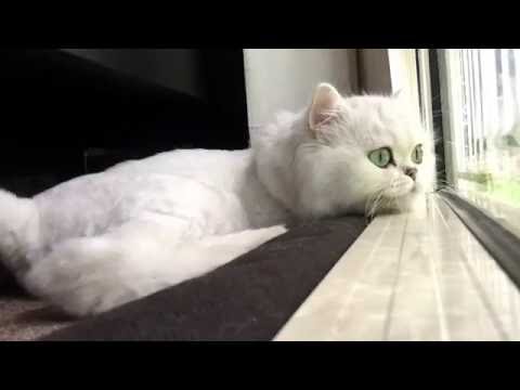 download lagu mp3 mp4 Bellecat, download lagu Bellecat gratis, unduh video klip Bellecat