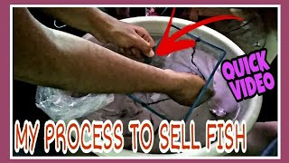 My Process Selling Fish To Local Fish Store | Second Batch Selling Of Molly Fish