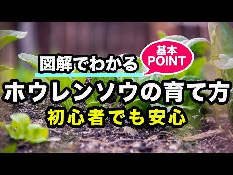 園芸 忍耐、スイバほうれん草、永遠のほうれん草