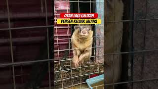 Download lagu 🔴 SI OTAN MAU JALAN JALAN BOSAN DI KANDANG ‼️#otter #otan #trans7 mp3