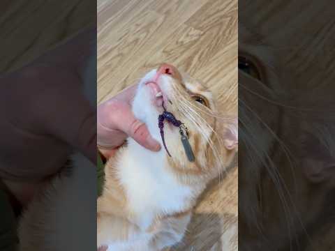 Спасение кота #рыбалка #кот