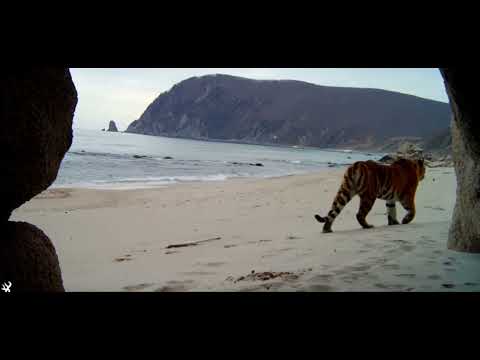 Amazing Siberian tigress on the beach.