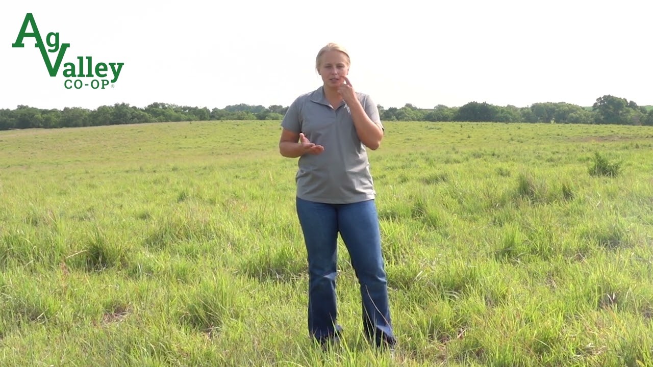 Pasture Grass Quality