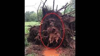 Removing fallen trees caused by storm damage - right way vs wrong way