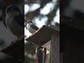 Season of Swallows 01 (Shorts)