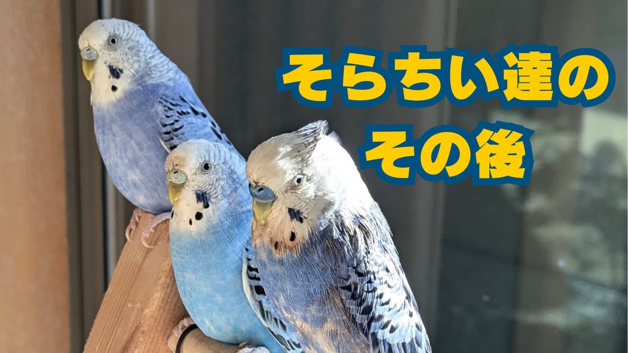 そらちい達のその後