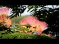 A Mimosa Tree in Full Bloom 