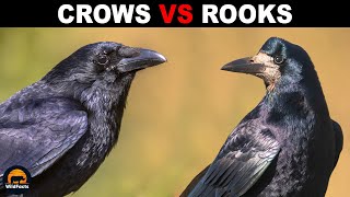 What Is The Difference Between Crows and Rooks