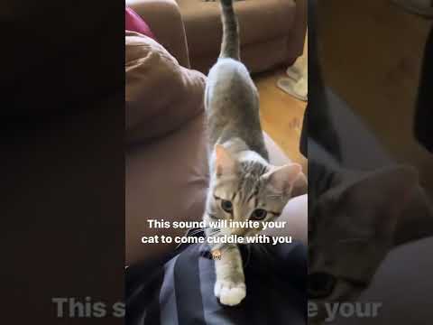 This sound will make your Cat come cuddle with you 🙈