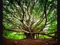 Arbre mon Ami 