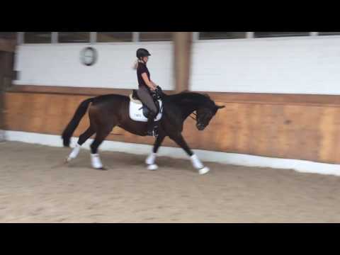 Wallach von Dancier x Belissimo, geb. 2012