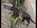 Girl Feeding STRAY CATS In Skid Row