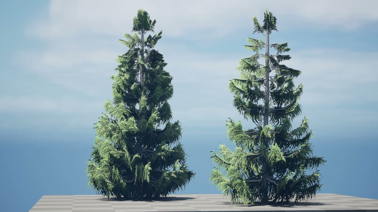 Nootka false cypress 3D Model