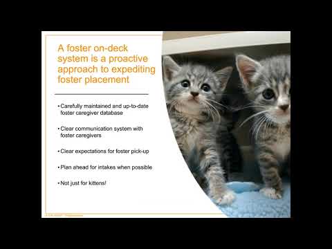 Foster Care On-Deck: Strategies to Get Kittens into Foster Homes Quickly - webcast