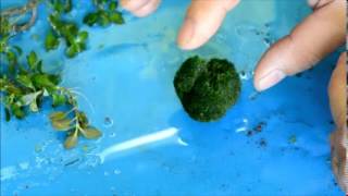 Marimo moss ball - What is it?  And how to propagate?