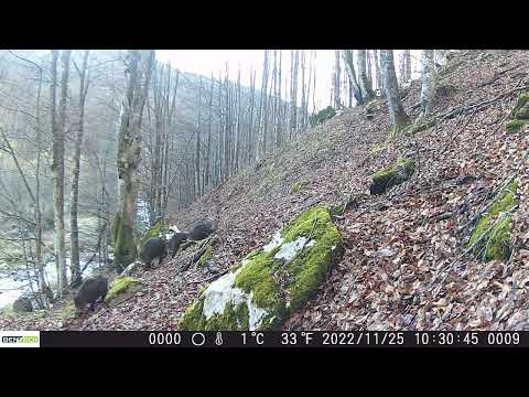 Exercițiu de acuitate vizuală - câți ai numărat?