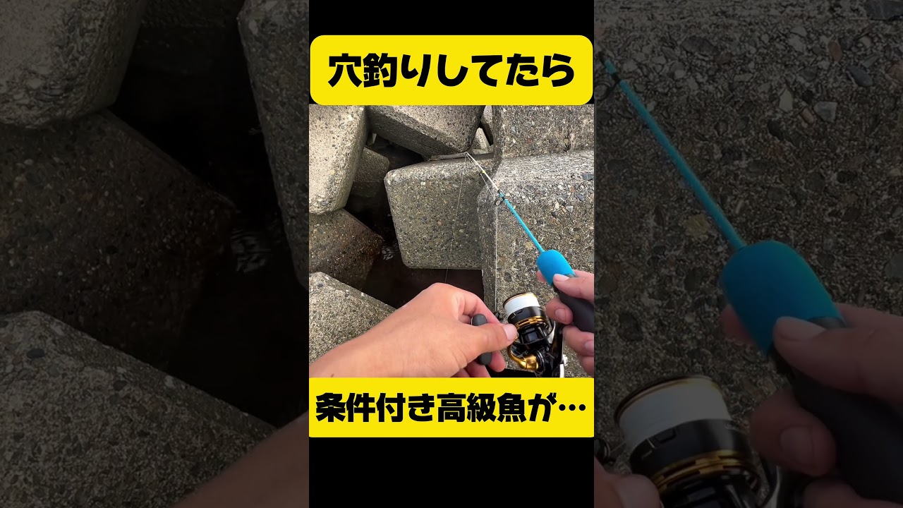 条件付き高級魚が…#shorts #穴釣り