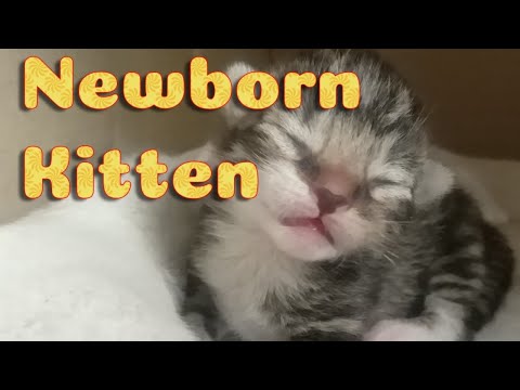 Newborn Kitten Twins Live - Albino Mum