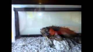 Destination Guide Slinga Provinsi Jawa Tengah In Indonesia