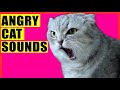 ANGRY Cat Sounds Aggressive Cat Sounds
