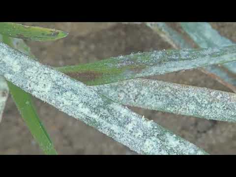 AGRO PREPORUKA - Pepelnica strnih žita