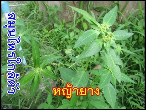 เต้านมเทียมซี่ ขยายขนาดหน้าอกในตาตาร์สถาน