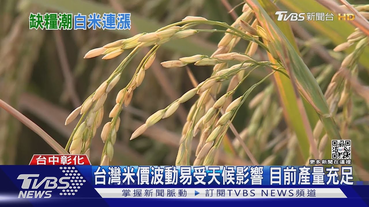 全球缺糧! 糧農組織:國際稻米價已連5月漲